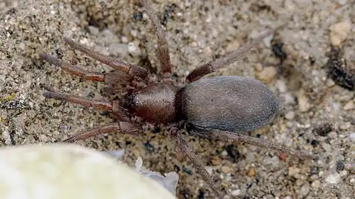 female S. quadripunctatus