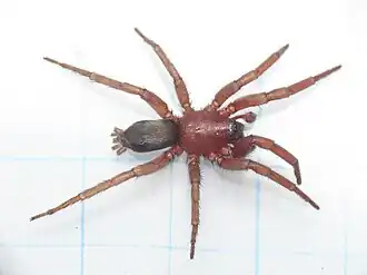 male S. scutulatus