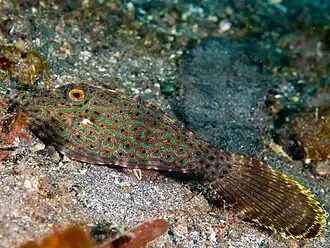 In Indonesia
