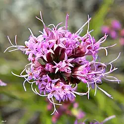 View of the pink-purple flowers of Liatris tenuifolia looking downwards