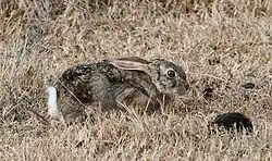 A brown hare lying low in grass