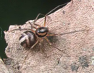 female Scytodes fusca