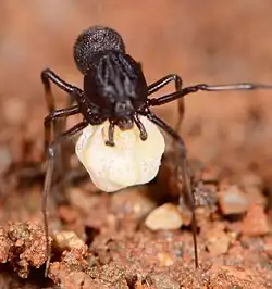 female