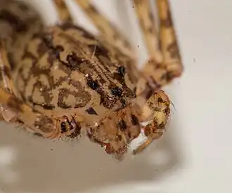 Scytodes globula