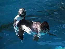 Penguin