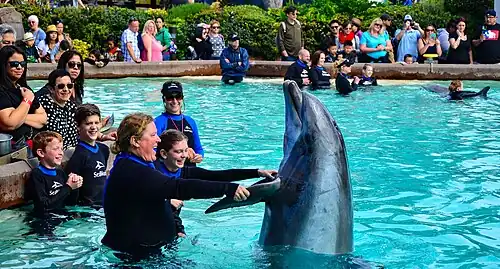 Close-up with the dolphins.