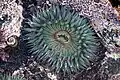 &nbsp;A sea anemone in the Pacific Ocean, Baja California, Mexico