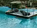 Sea lion enclosure