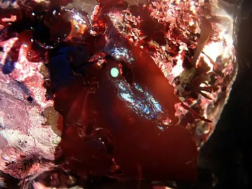 Some red algae are iridescent when not covered with water