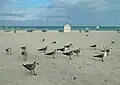 Flock with first, second, and adult winter birds, Miami