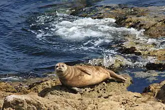 Seal seen along 17-Mile Drive