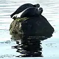 Seals at the south end of Lunderston Bay