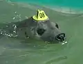 Common seal with an adhesive tag