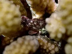 Sebastapistes tinkhami