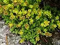 Alpine stonecrop.