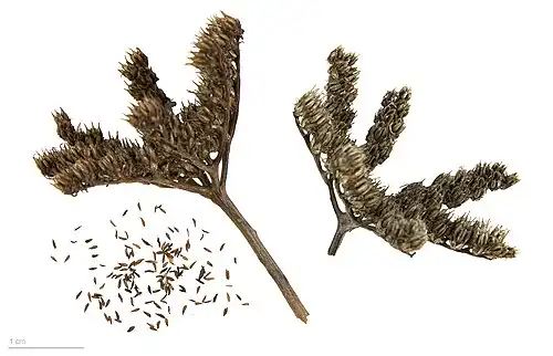 Fruit and seed