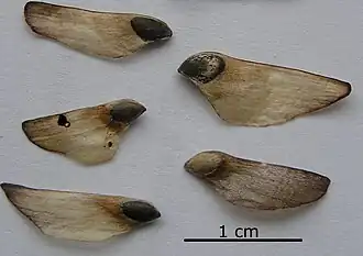 Seeds