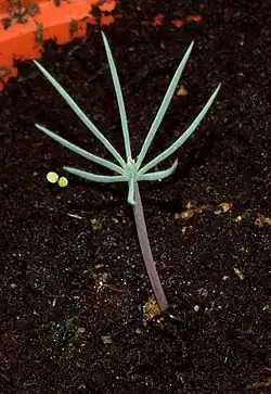 Pinus halepensis seed leaf