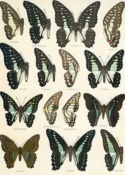 Graphium gelon and related species