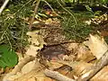 Nest with chicks