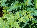 Selaginella willdenovii