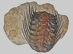 Selenopeltis buchi at Staatliches Museum für Naturkunde Karlsruhe, Germany