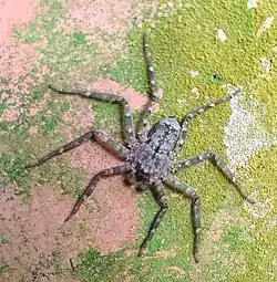 S. formosanus