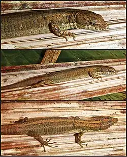 Figure 6; Holotype of Selvasaura brava sp. n. (MUSM 32738) in life.