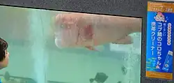 an Asian sheepshead wrasse in captivity
