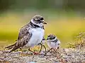 Adult with chicks