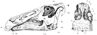 1922 line drawing of the skull in side and front views, with individual bones labelled