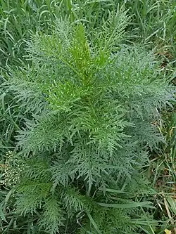 A green plant with many branches