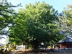 Chiba-dera Ginkgo tree