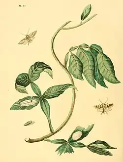 Pl.54 Phalaena sesia