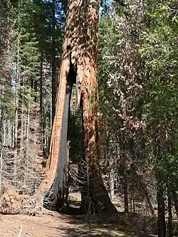Clothespin Tree