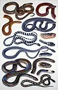 South-East Asian snakes (watercolour and gouache on paper)