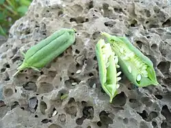 Seed capsule