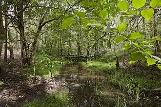 Seven Hills Bushland Reserve