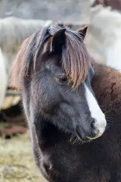 Welsh Pony at Severn Oaks Farm