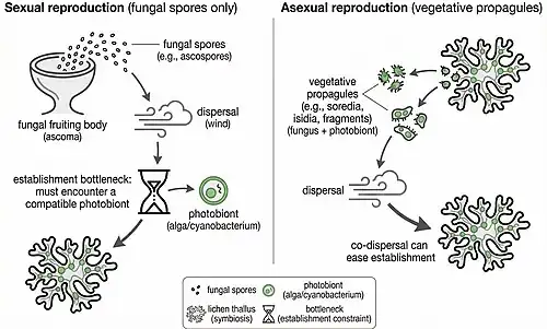 Diagram comparing sexual reproduction, where fungal spores disperse without a photobiont and face an establishment bottleneck, with asexual reproduction, where vegetative propagules containing both partners disperse and establish more easily