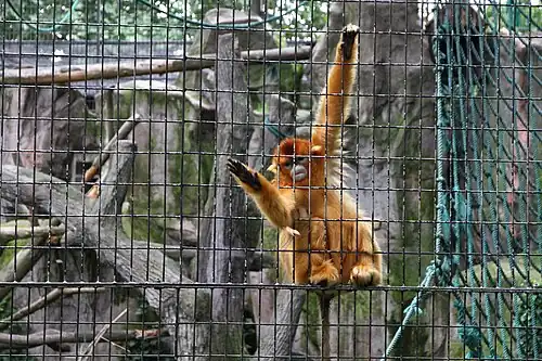 Golden snub-nosed monkey