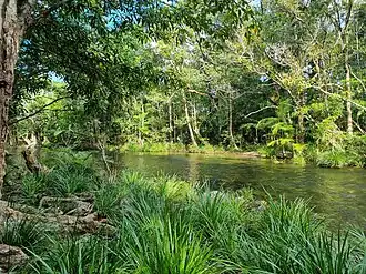 Swimming hole in the South Mossman River, 2023