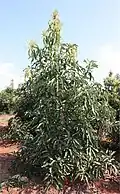 An unpruned Maluma tree. Notice the upright growth and central leader tendency.