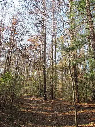 Trees