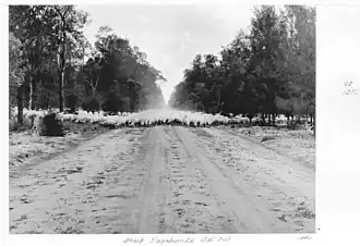 Sheep, Yagaburn Road, 1954