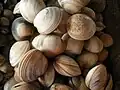 shellfish in Bohol, Philippines