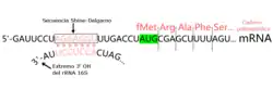 Illustration showing the ribosomal binding site in bacterial messenger RNA