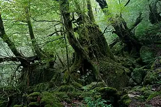A dense forest floor.