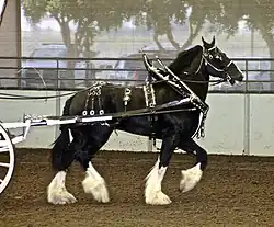 Showing, US