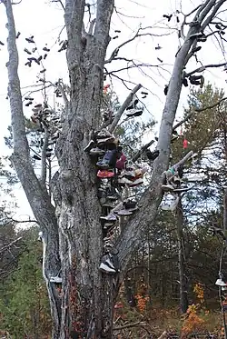 Photograph of a tree full of shoes tied together and hanging from the branches in 2010